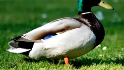 Gâște și rațe dispărute dintr-un parc galez, suspiciuni de furt pentru masa de Crăciun. Cin’ să fie, cin’ să fie?