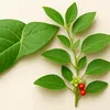 E la mare modă: planta zen care te liniștește… până-ți crapă ficatul
