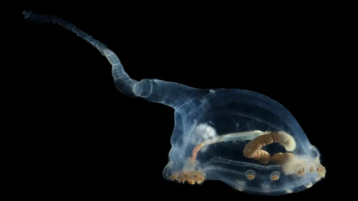 Cam așa ne imaginăm extratereștrii: Specii noi descoperite în adâncurile oceanelor