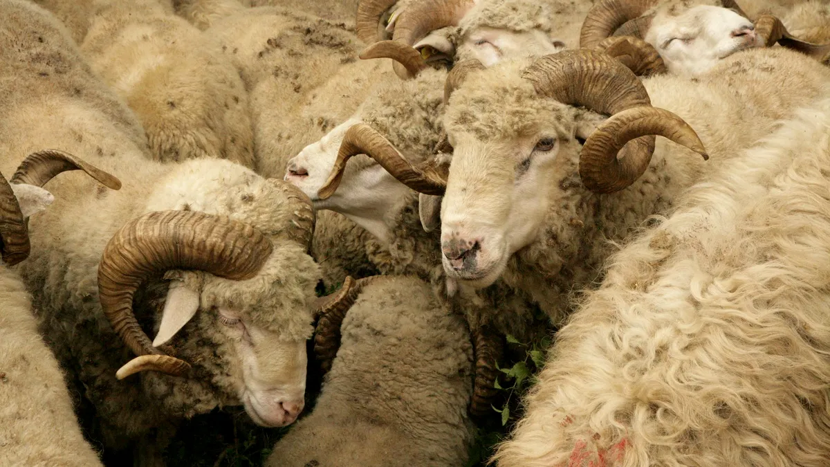 România va relua exporturile de carne şi animale vii către Turcia