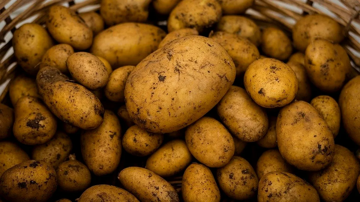Producătorii de cartofi disperați: Românii nu mai cumpără cu sacul, ci la kg
