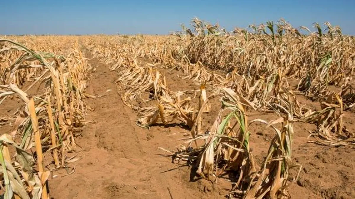 Giurgiu: peste 5.000 de hectare de culturi agricole, afectate de secetă