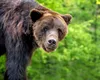 Încă o persoană a fost atacată de urs, în judeţul Argeş. Intervenţie de urgenţă