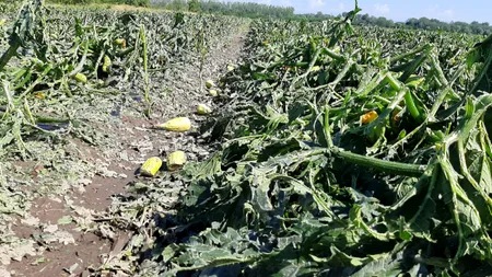 Circa 1.000 ha de culturi de pepeni și tomate, distruse de grindină. Ce s-a întâmplat cu rachetele antigrindină