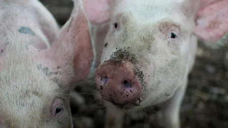 Investiţie de 2,4 milioane de euro, într-o fermă de porci. Ce producţie anuală se preconizează (VIDEO)