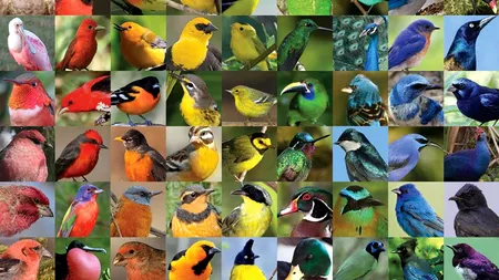 Câte păsări sunt pe Pământ