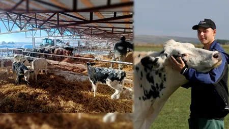 Semnal de alarmă al fermierilor: Prețul laptelui este extrem de scăzut în comparație cu investițiile