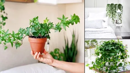 Planta-minune care elimină umezeala din casă