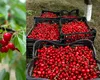 Prețul unui kilogram de cireșe urcă până la cer și în acest an. Cei care nu și-l permit au opțiunea de a le cumpăra la bucată!