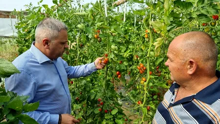 Ministrul Agriculturii a dat de un  legumicultor mulțumit. Alții aruncă roșiile cu tonele pe câmp