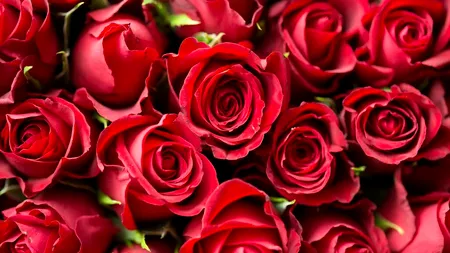 Kenya deabia a făcut față comenzilor uriașe de trandafiri pentru Valentine’s Day