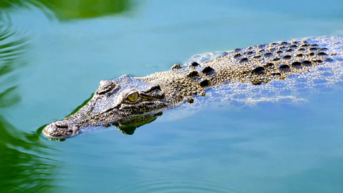 Inundațiile din Australia au adus crocodilii în orașe