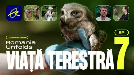 Pajiști, ecoducte și infrastructură critică: trei modele prin care România își protejează biodiversitatea