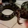 Anaconde de cinci metri și alte reptile periculoase, confiscate dintr-un apartament. Proprietarul e de negăsit