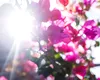 Cum va fi vremea de Florii: schimbare radicală a prognozei