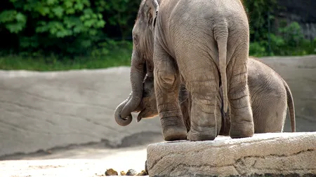 India: Autoritățile testează animalele din grădinile zoologice, după moartea unei leoaice infectate