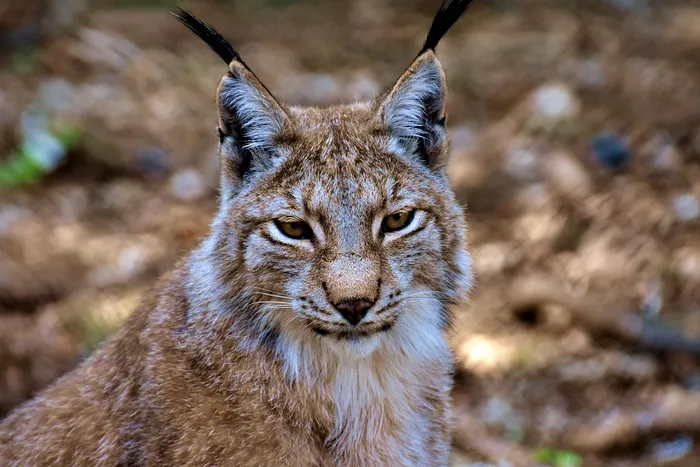 Faună. Râs / Foto: Alexas Fotos / pixabay.com