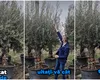 Vrea să fie ca în Grecia! Un primar vopseşte pavajul în albastru şi plantează măslini seculari, în centrul oraşului