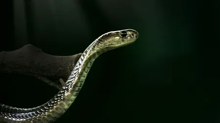 Un bărbat a folosit o cobră ca să-și însceneze moartea. A încasat 5 milioane de dolari pentru asigurarea de viață