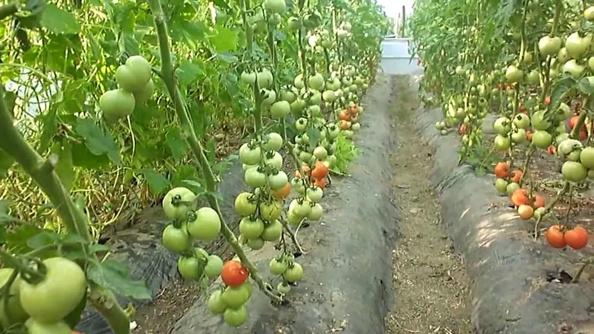 Un nou ajutor pentru fermieri. Sunt alocați 125 milioane de lei