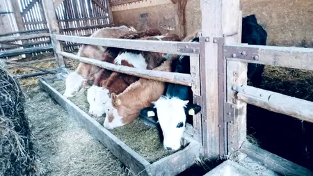 “Vaca de lapte nu trebuie să ajungă la abator”, spune Daea. Ce forme de sprijin vor veni prin PNS