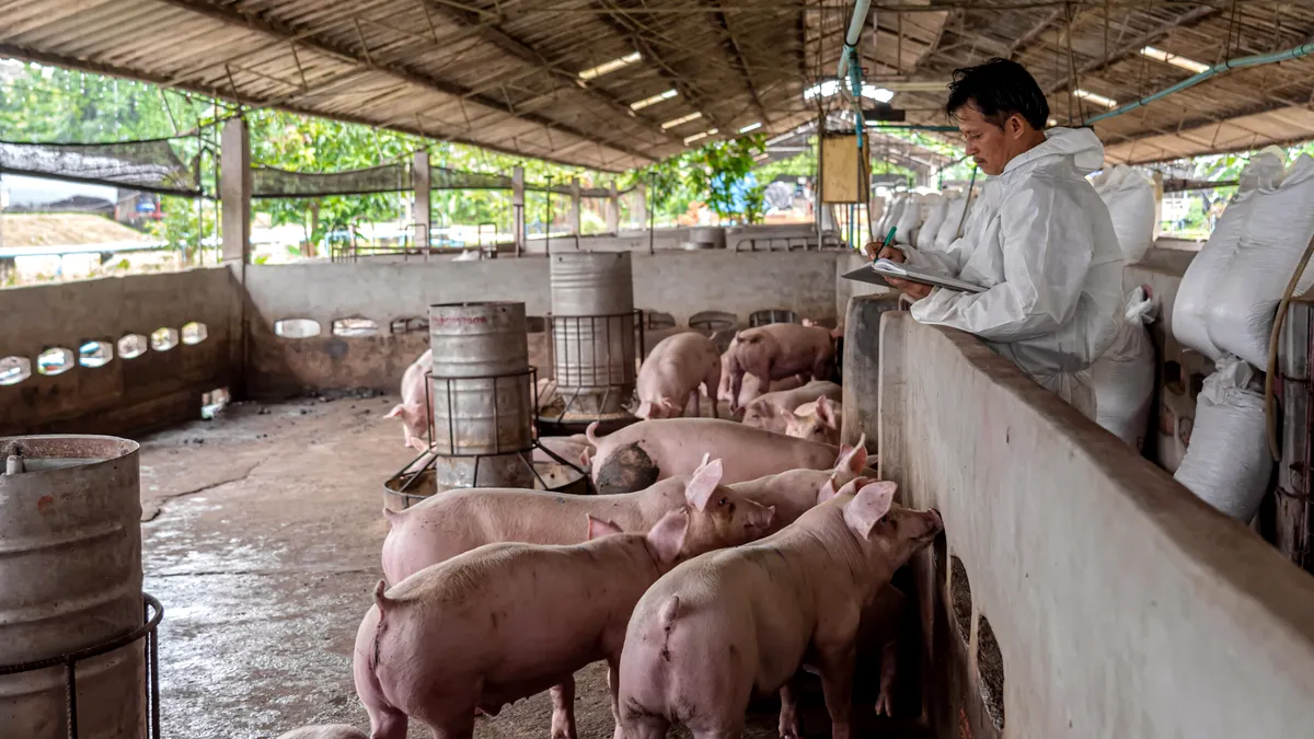 Satul unde mirosurile puternice și problemele de sănătate sunt provocate de o fermă de porci