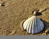 Croația înăsprește amenzile pentru turiști. Esti sancționat și dacă iei o scoică de pe plajă.