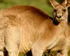 Un cangur „musculos” a încercat să înece un bărbat în Australia, după o altercație neașteptată
