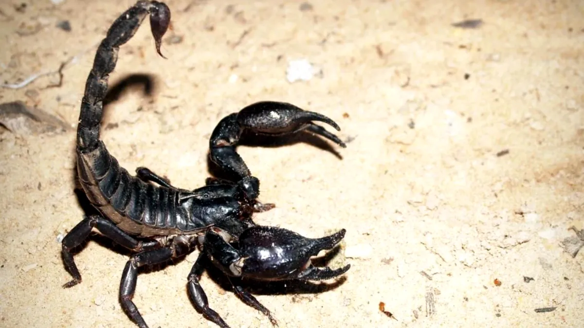 Invazie de scorpioni veninoşi într-o comună din România. Cum au ajuns aici