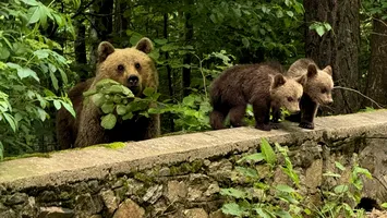 Urșii au venit la ZOO să se ospăteze cu două capre alpine aflate în țarc (VIDEO)