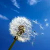 Planta care aduce o varietate de beneficii pentru sănătate. O găsești oriunde