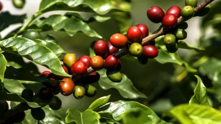 UE renunță la cafeaua importată de la micii fermieri africani
