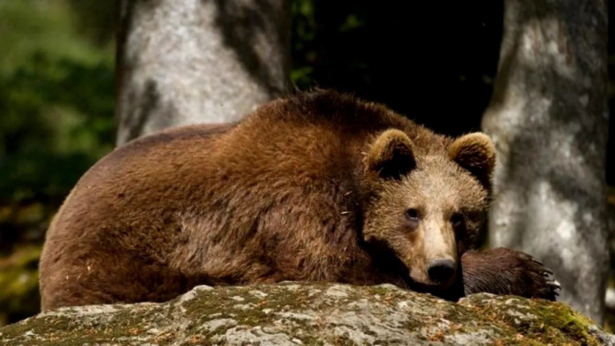 Cioban găsit mort după ce stâna a fost atacată de urs