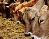 Focar de febră aftoasă în Ungaria. Măsuri de urgență pentru prevenirea extinderii bolii în țara noastră