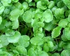 Care este cea mai sănătoasă legume de folosit în salate