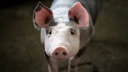 Ultima soluție medicală: Chirurgii din Maryland au transplantat unui bărbat o inimă prelevată de la un porc modificat genetic