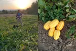 Povestea tânărului care a lăsat Germania ca să crească în ţară „pepene-ananas”