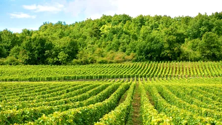 Luptele care se dau în jurul cadavrului falimentar al fostului producător de vin Mulfatlar SA