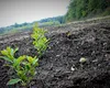 Mai mulţi bani pentru românii care îşi împăduresc terenurile. Cât vor încasa anual