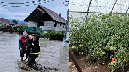 Vremea la extreme: În Dobrogea se cosește grâul, în Oltenia - solariile stau sub apă