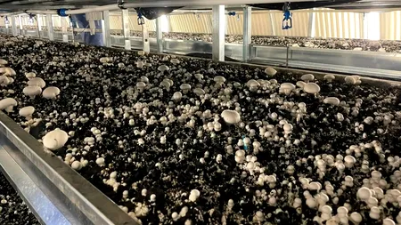 Ciupercărie gata de producție, scoasă la vânzare după 15 ani de pauză. Cât costă