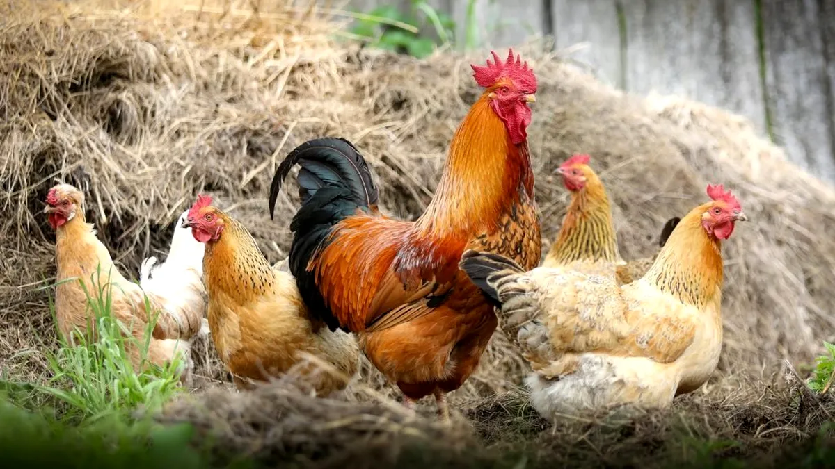 Gripă aviară face ravagii în Franța. Milioane de păsări, sacrificate