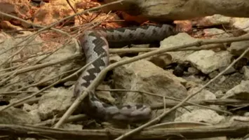 Salvamont avertizează: încă un animal periculos poate ataca turiștii