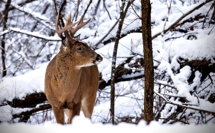 Faună. Cerbul carpatin / Foto: pixabay.com