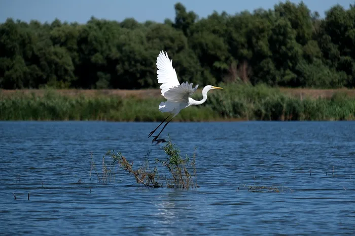 Faună. Egretă în Delta Dunării / Andrei Prodan / pixabay.com