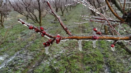 Agrometeorologii spun că încă nu e cazul să ne temem că îngheață pomii