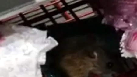 Șoarece filmat în timp ce mânca o ciocolată pe raftul unui supermarket (video)