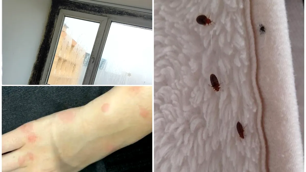 Căminele de la Grozăvești, sub invazia șoarecilor, ploșnițelor și a gândacilor