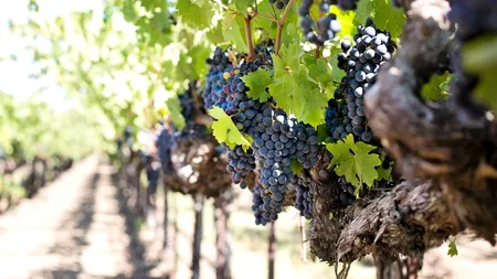 Viticultorii germani se confruntă cu cea mai mică recoltă din ultimii şapte ani