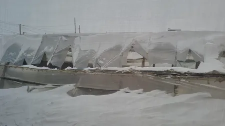 Solariile de la Matca, distruse de vijelie și zăpadă. Pagube mari pentru legumicultori (Video)